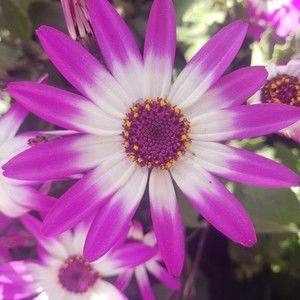 Meet your Posher, Britt